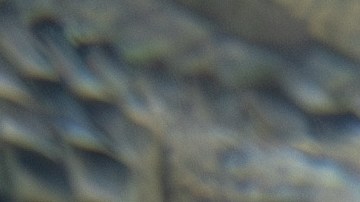Autoridades alertan de la presencia de cocodrilos en playas del sur de México