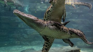 Autoridades alertan de la presencia de cocodrilos en playas del sur de México