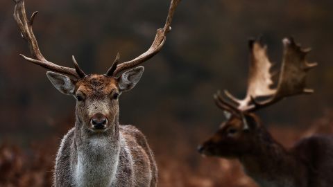 Venado ataca a mujer de 67 años en Colorado y le perfora la pierna