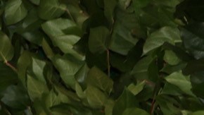 La película "Barbie", alcanzó la impresionante marca de mil millones de dólares en taquilla a nivel mundial.