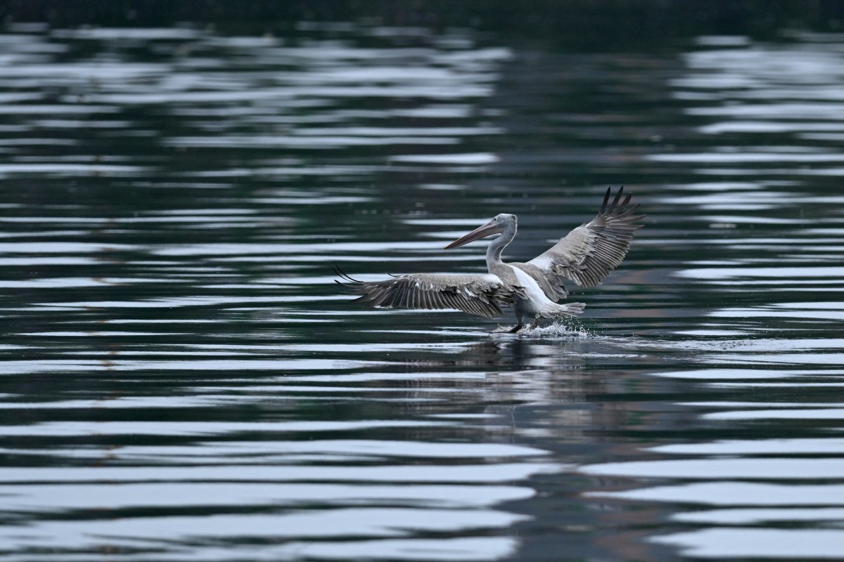 La humanidad ya ha extinguido 1.430 especies de aves