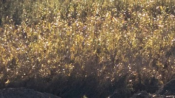 Cientos de inmigrantes siguen llegando a la frontera sur de EE.UU.