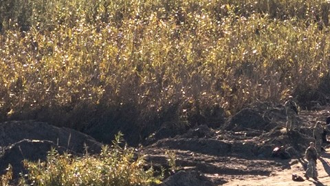 Cientos de inmigrantes siguen llegando a la frontera sur de EE.UU.