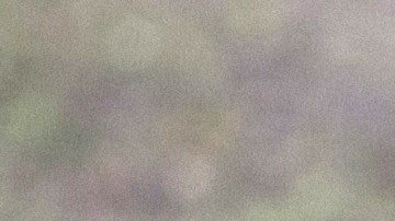 Una mascota híbrida de perro y lobo mató a un bebé de 3 meses en Alabama