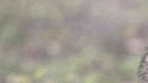 Una mascota híbrida de perro y lobo mató a un bebé de 3 meses en Alabama