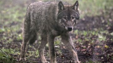 Una mascota híbrida de perro y lobo mató a un bebé de 3 meses en Alabama