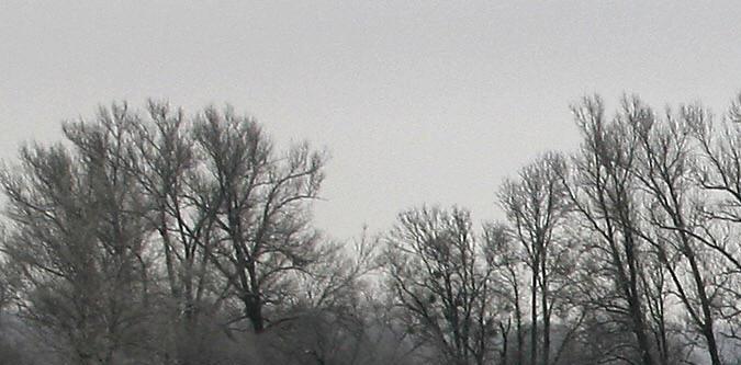 Mujer desaparecida después de hundirse bajo el hielo de un río tratando de salvar a su perro en Alaska