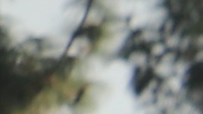 La banda Zarceros está conformada con más de 300 miembros.