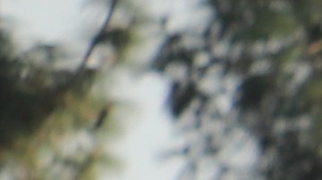 La banda Zarceros está conformada con más de 300 miembros.