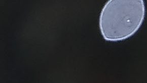 Cristian Calderón no renovó contrato con Chivas.