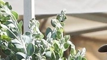 Rosalía y Jeremy Allen en un mercado de West Hollywood.