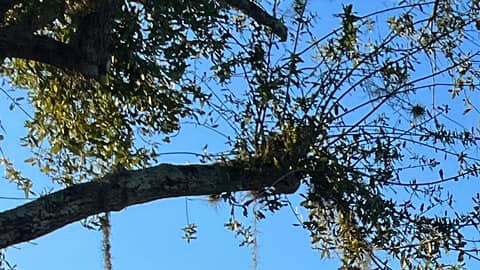 La policía de Ocala está investigando el tiroteo en Paddock Mall.