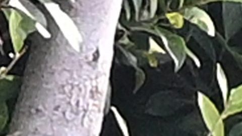 Shakira en su casa en Miami.