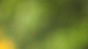 Angélica Dueñas compite para ser congresista de Estados Unidos. (Cortesía Angélica Dueñas)