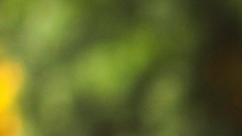 Angélica Dueñas compite para ser congresista de Estados Unidos. (Cortesía Angélica Dueñas)