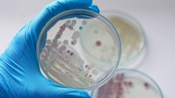 Vibrio vulnificus, la bacteria ‘come carne’ que ha causado varias muertes en Estados Unidos