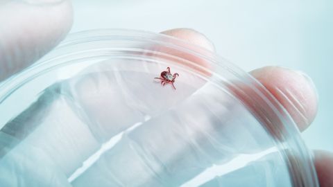CDC advierte sobre fiebre maculosa de las Montañas Rocosas para quienes viajan a México