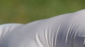 Francia declara alerta "máxima" por gripe aviar