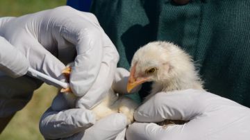 Francia declara alerta "máxima" por gripe aviar