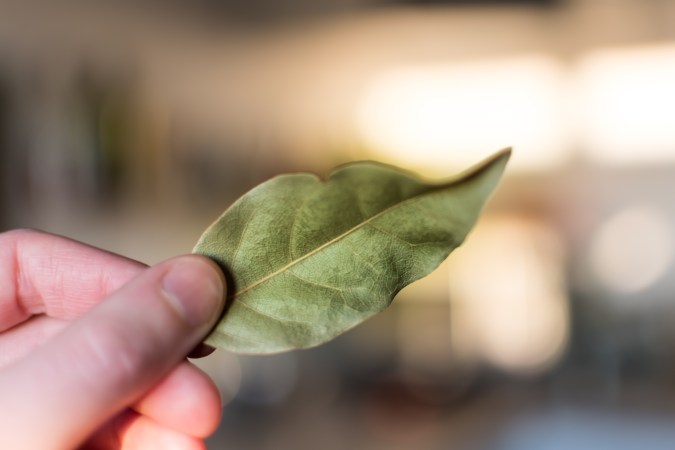 hoja de laurel en el árbol navideño