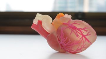 Científicos desarrollan una técnica capaz de imprimir órganos a través del ultrasonido