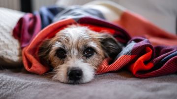 FDA alerta sobre medicamentos para mascotas que pueden ser perjudiciales para los humanos