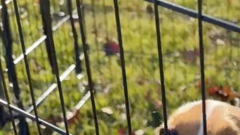 Dos de los perros rescatados por Operación Frodo.