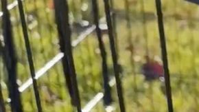 Dos de los perros rescatados por Operación Frodo.