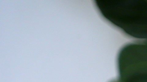 Jacky Bracamontes | Mezcalent