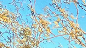 Asociación de Madres Buscadoras suman 33 fosas con 56 cuerpos localizadas en una semana al norte de México