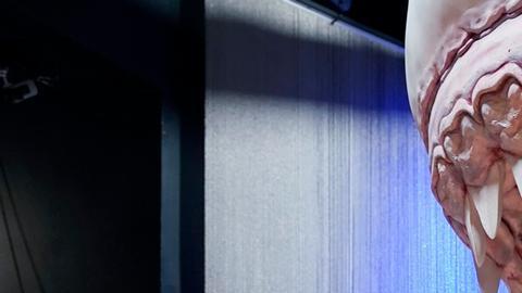 Los modelos de megalodón que son exhibidos en el Museo de Historia Natural de Nueva York y otros quizás tengan que ser adaptados por la nueva evidencia científica.