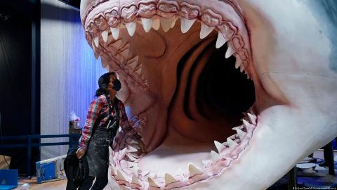 Los modelos de megalodón que son exhibidos en el Museo de Historia Natural de Nueva York y otros quizás tengan que ser adaptados por la nueva evidencia científica.