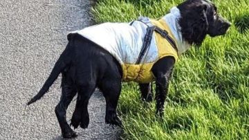 Operan con éxito a una perra de 6 patas abandonada en Reino Unido
