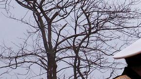 Pyongyang dispara "varios" misiles de crucero, según Seúl