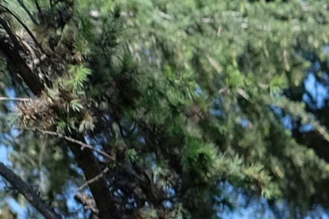 A tree is seen uprooted and toppled over after a night of constant strong winds in Los Angeles on April 10, 2019. (Photo by Chris Delmas / AFP) (Photo credit should read CHRIS DELMAS/AFP via Getty Images)