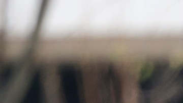 Acusan a la policía de Louisville de arresto injusto y uso de fuerza excesiva contra un hombre negro