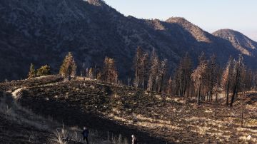 LA CANADA FLINTRIDGE, CALIFORNIA - APRIL 01: Hikers walk through a burned area in a newly re-opened section of the Angeles National Forest, which burned during the 2020 Bobcat Fire, on April 1, 2022 near La Canada Flintridge, California. The fire burned 115,000 acres and 60 percent of the burned area reopened to the public today. Climate change is increasing the severity and frequency of wildfires in California. (Photo by Mario Tama/Getty Images)