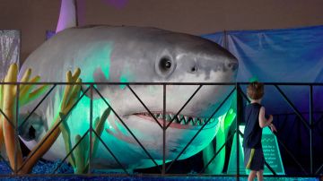 Tiburón ataca a niño de 10 años de Maryland durante una expedición en un tanque en un resort en las Bahamas
