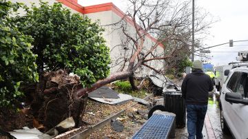 MONTEBELLO, CALIFORNIA - MARCH 22: A person walks past an uprooted tree after a possible rare tornado touched down and ripped up building roofs in a Los Angeles suburb on March 22, 2023 in Montebello, California. Another Pacific storm has been pounding California with heavy rain, high winds, and snow. (Photo by Mario Tama/Getty Images)
