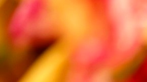 Los tacos son un platillo popular en restaurantes mexicanos.