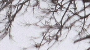 Tiroteo mortal en Iowa: Luego de semanas de agonía, director de escuela que protegió a alumnos murió