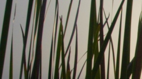 Dos ocupantes de una avioneta fallecieron tras estrellarse en los Everglades de Florida