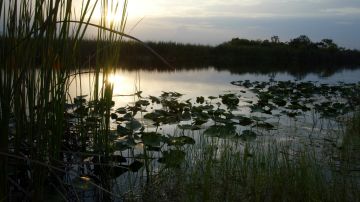 Dos ocupantes de una avioneta fallecieron tras estrellarse en los Everglades de Florida