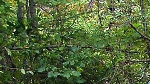 Tres miembros de la tripulación de una ambulancia aérea mueren en un accidente de helicóptero en Oklahoma