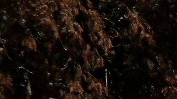 Anciano mató a su esposa y luego se quitó la vida en un centro de vida asistida de Florida