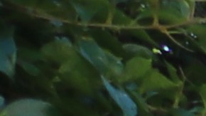 Decenas de salvadoreños se reunieron para ayudarse mutuamente y votar a través de sus celulares para la elección presidencial.