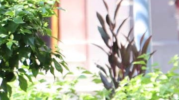 Presentar una solicitud ante el USCIS ahora resulta más sencillo