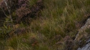 La maraca inglesa tiene un nuevo modelo Ghost.