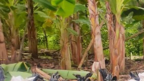 Decomiso de droga en Ecuador