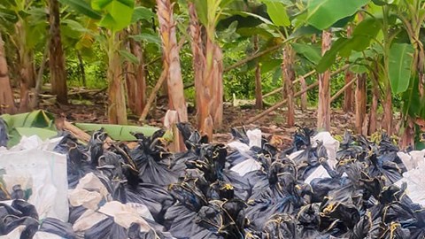 Decomiso de droga en Ecuador